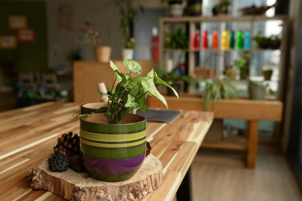 Plant in green, brown and purple striped plant pot on a table.