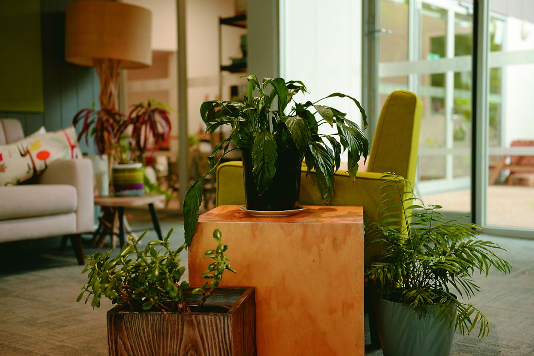 Evoke Clayton. Image of pot plants in seating area